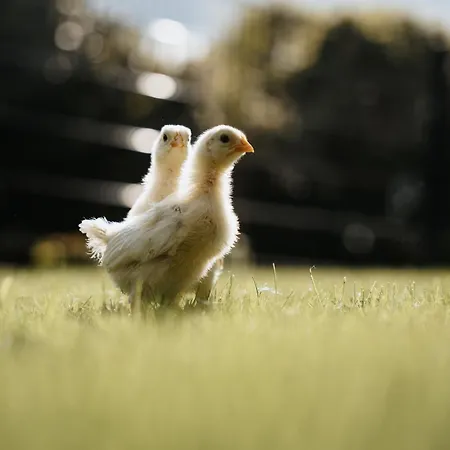 Steenhuus Am Nok * Steenfeld