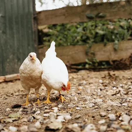 Steenhuus Am Nok Lejlighed *