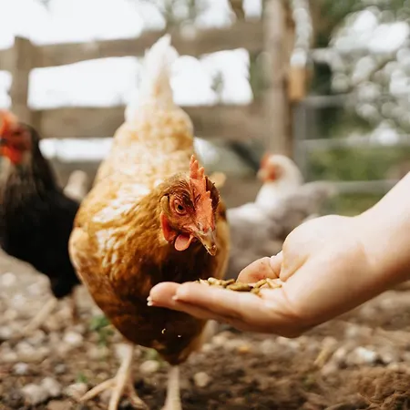 Steenhuus Am Nok Steenfeld