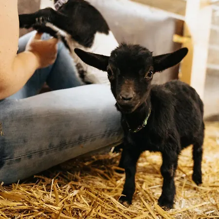 Steenhuus Am Nok * Steenfeld