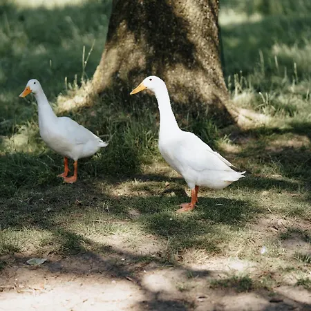 Steenhuus Am Nok Lejlighed