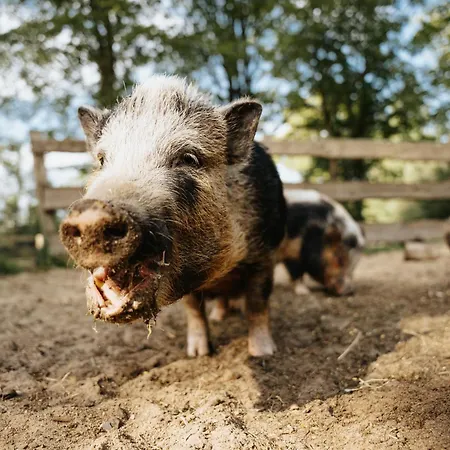 Steenhuus Am Nok شقة Steenfeld