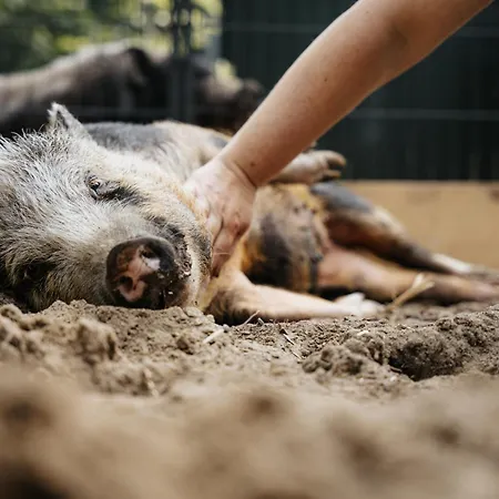 شقة Steenhuus Am Nok Steenfeld