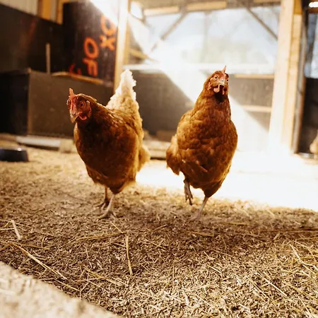 Steenhuus Am Nok * Steenfeld